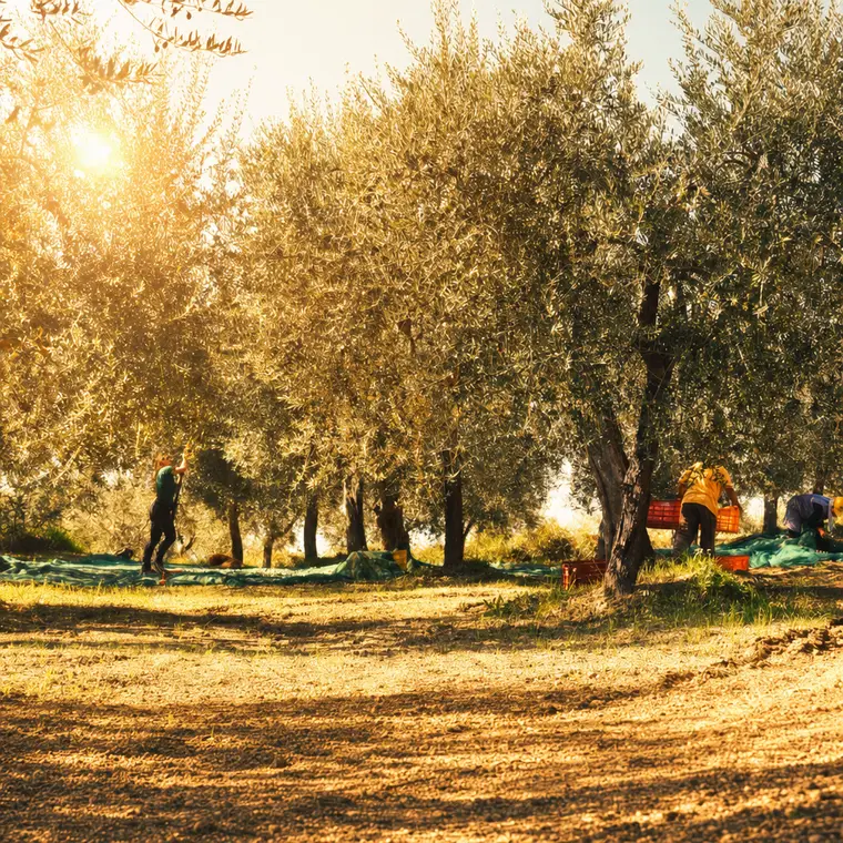 Uliveto sul Subappennino Dauno alla luce bassa del mattino, raccolta in corso